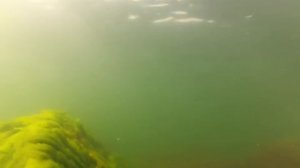 Черное море. Подводная охота, пеленгас 4,3 кг