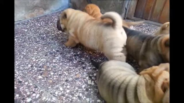 Shar Pei de Jorrich's 25/03/2014 смотреть онлайн