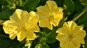 10 самых неприхотливых однолетних цветов, которые не нужно сеять на рассаду