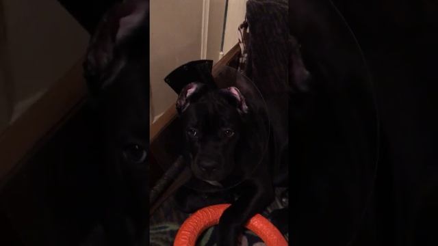 Кане Корсо (Cane Corso) Привыкаем к купированным ушам