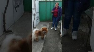Такого охранника вы ещё не видели! (Порода Чау-Чау)