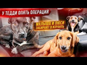 Чипируем на Израиль Малыша (Алиля) и Люси. Тедди кастрируем.