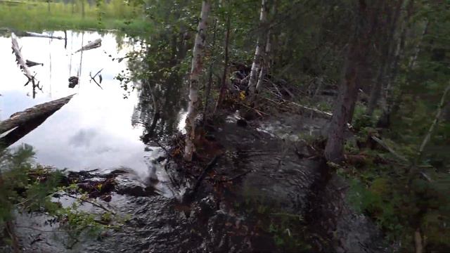 Исследование новых мест. Бобры Академика переехали. смотреть онлайн