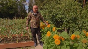 ДЕКОРАТИВНЫЙ ПОДСОЛНЕЧНИК ПЛЮШЕВЫЙ МИШКА. Новинка!