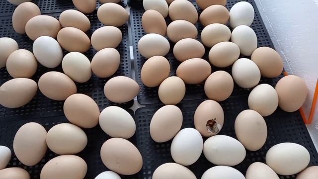 Инкубация куриных яиц/Итоги инкубации в инкубаторе Несушка на 104 яйца. смотреть онлайн