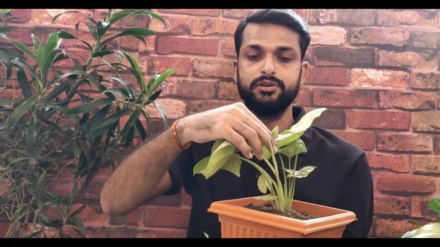 My Syngonium Collection 🌱💚 | Arrowhead Plants Collection | Care + Propagation 🌱 | Hara Bhara