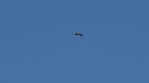 Орлан-белохвост