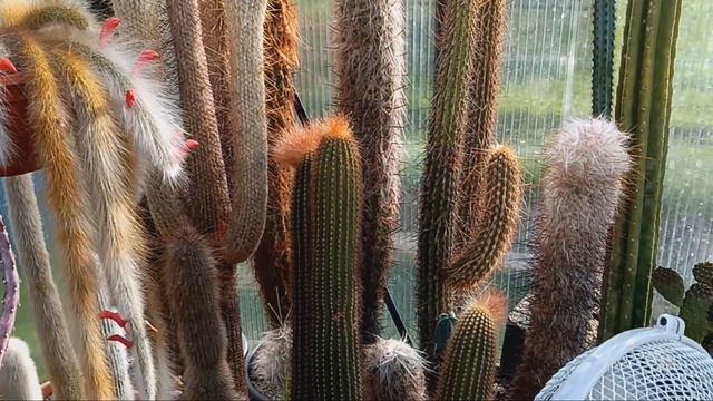 Подготовка кактусов к зиме.Мой опыт. смотреть онлайн