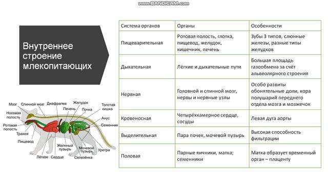 7 класс. Класс млекопитающие. Внутреннее строение.