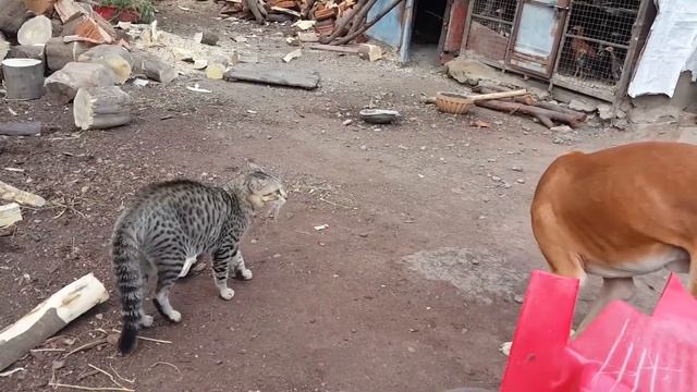 КОТ В ДЕЛЕ: КОШКА ПРОТИВ СОБАКИ, ОБЕЗЬЯНЫ, ЧЕЛОВЕКА И ДРУГИХ смотреть онлайн