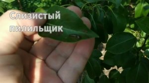 Внимание!!Почему на листьях груши черные ,,пиявки,,?Слизистый пилильщик.Как бороться?