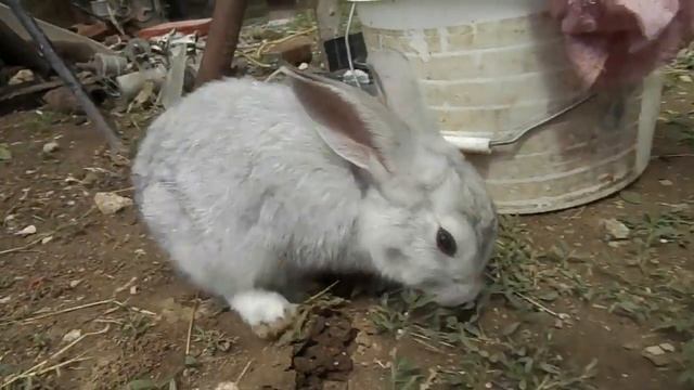 Можно ли кроликам укроп. КРОЛИКОВОДСТВО смотреть онлайн