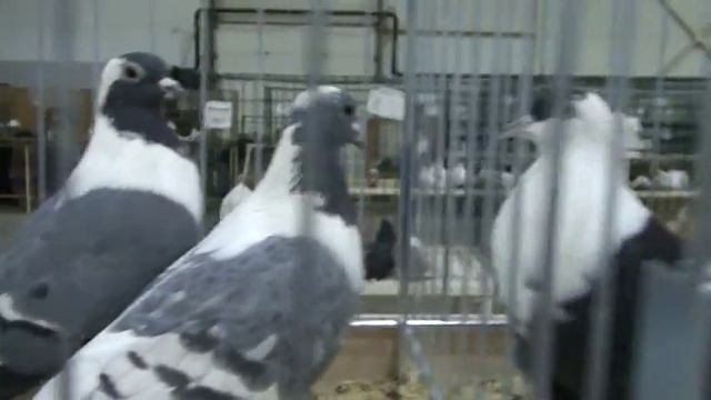 Чистые голуби в Сокольниках 2015 тульские и киевские смотреть онлайн