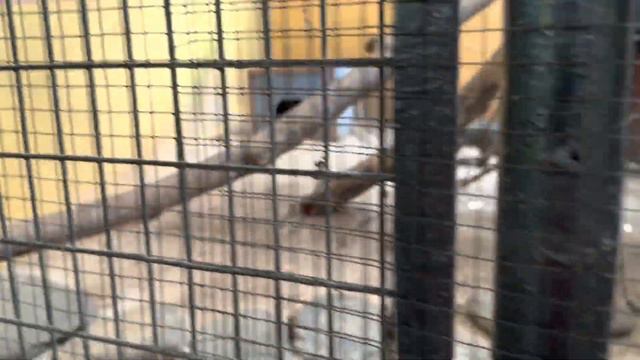 ТАКОГО ВЫ НИГДЕ НЕ УВИДИТЕ !/ ЛУЧШИЙ КОНТАКТНЫЙ ЗООПАРК ЛАНГКАВИ / WILDLIFE PARK LANGKAWI