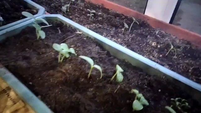 Огурцы на балконе. От семян до плодов смотреть онлайн