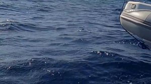 ЕГИПЕТ? ШОК ОТ МАРСА-АЛАМА! АКУЛЫ В МОРЕ! ПЛАВАЕМ С ЧЕРЕПАХАМИ НА ПЛЯЖЕ АБУ ДАБАБ!