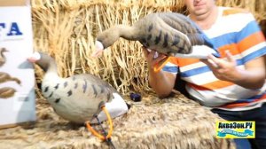 Чучела гусей белолобый Final Approach