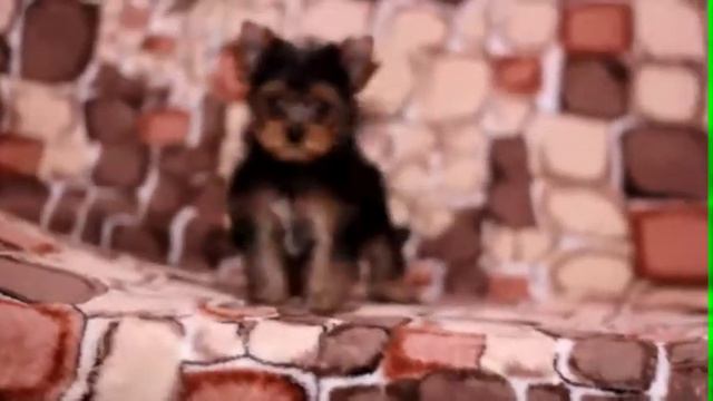 Девочка " Помёт от 01.01.2013" смотреть онлайн