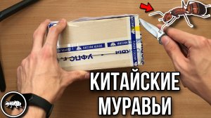 РАСПАКОВКА ПОСЫЛКИ С  МУРАВЬЯМИ ИЗ КИТАЯ // AntKeeper