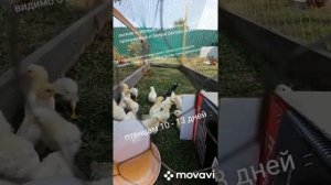 Что получится если петух. Легорн куры ломонбраун и Доминант