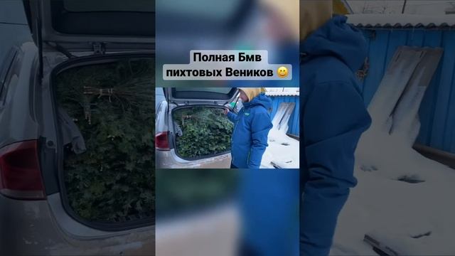 Пихтовые Веники| купил пихту| заготовка пихты смотреть онлайн