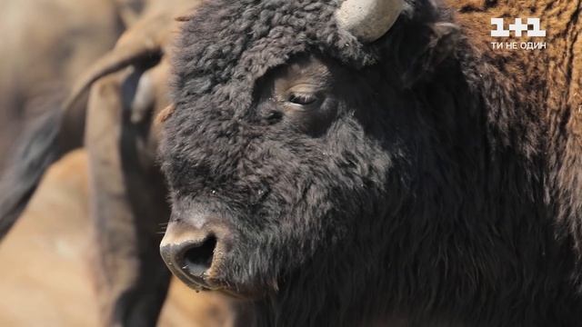 Загадки уникального биосферного заповедника Аскания-Нова смотреть онлайн