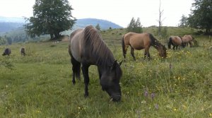 Huculští koně v Poloninách