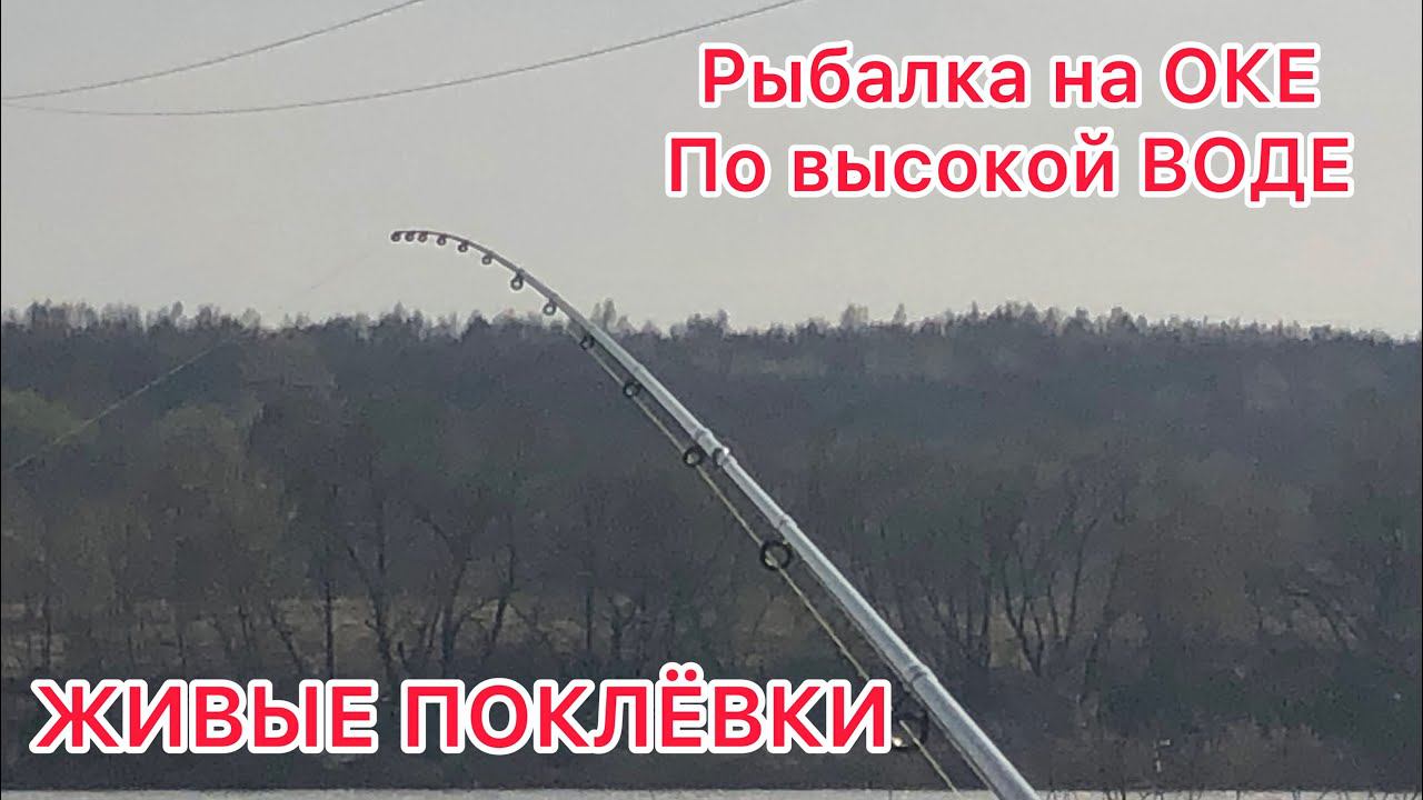 Рыбалка на ОКЕ / ЖИВЫЕ ПОКЛЁВКИ НА ФИДЕР смотреть онлайн