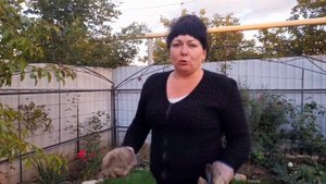 Посылка из интернет-магазина! Посадка роз спрей Сиреневый туман, Грация и Руби Стар!