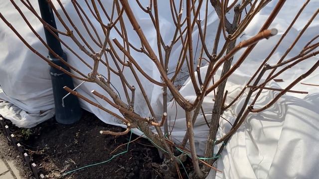 Медлить нельзя!!! Срочно начинаем весеннюю обрезку гортензий метельчатых🌿🌿🌿 смотреть онлайн