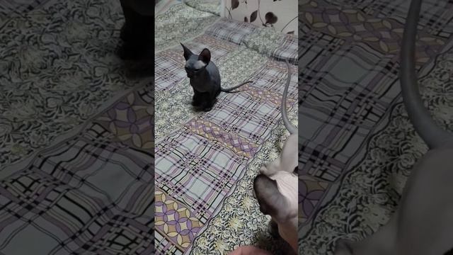 Как успокоить котят?! #канадскийсфинкс #котята #cats