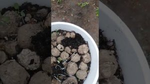 Посадки цветов Калы