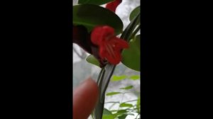 Моно Лиза Эсхинантус цветение