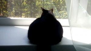 Толстый кот