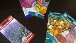 Давайте сеять вместе. Лаванда, алиссум, настурция, эшшольция, обриета и статица