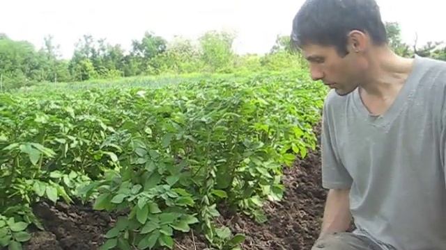 Выращивание картошки часть 2 смотреть онлайн