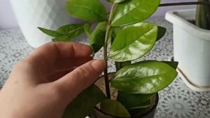 Замиакулькас. Размножение, полив, грунт