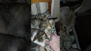 Мои котейки.mp4