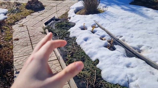 Видео привет с дачи | Снег почти расстаял | Открываю розы | Будни дачника