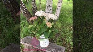 Гортензия древовидная BellaRagazza Blanchetta(Wee White)