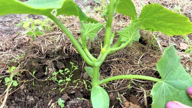 Сделайте такую обработку для томатов и огурцов смотреть онлайн