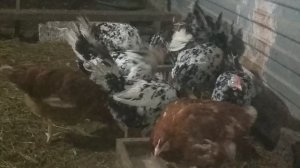 VID_20230403_200250.mp4