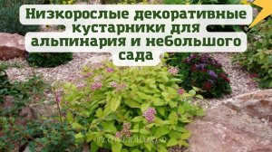 Низкорослые декоративные кустарники для небольшого сада.?