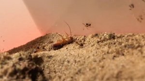 Муравьи против таракана Camponotus fellah Феллах Кампонотус