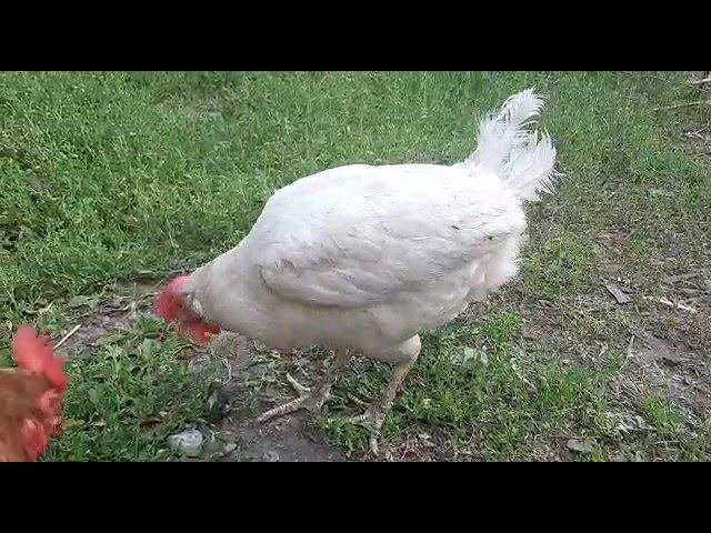 Chicken 8bit Tetris