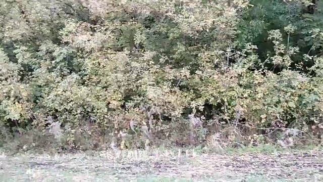 КОП 2022 тёркой 705 и аськой 200 ?? смотреть онлайн