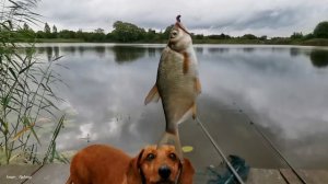 Рыбалка в Латвии!! Отпуск!!! Ловля белой рыбы на поплавок!!!