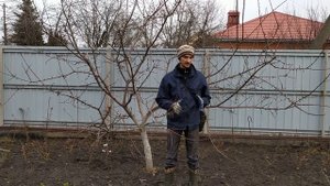 Простая Обрезка абрикоса весной (зимой).