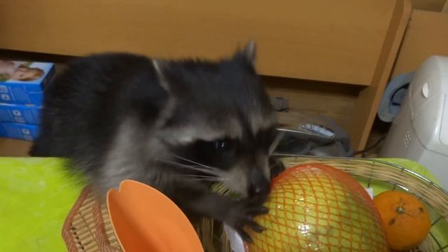 Енот Кеша жрёт помело смотреть онлайн