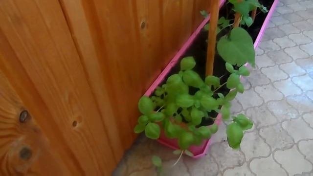 САД НА БАЛКОНЕ / БЕЗ ОСОБЫХ ХЛОПОТ